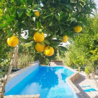 orange-trees-swimming-pool-the-far-end-surf-house-sq-600-qk23mvwwde0zuejgv1st2okb9k0ycp8ci1yqggs51k